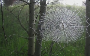 Spider Web Morning