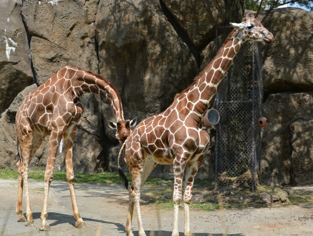 zoo giraffe5