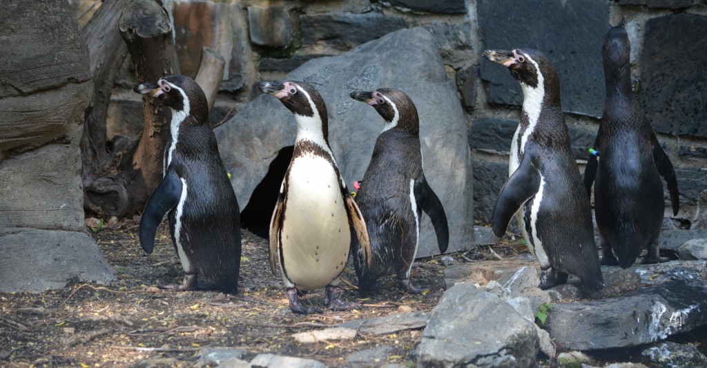zoo penguins