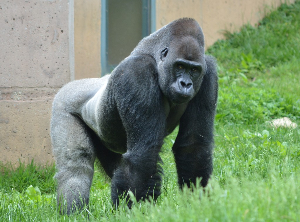 Silverback Gorilla